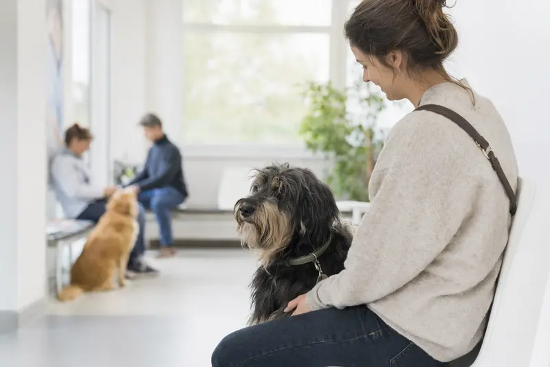 Ein Wäller Hund sitzt ruhig neben seinem Besitzer im hellen Wartezimmer einer modernen Tierarztpraxis.